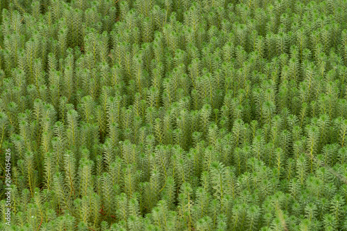 Myriophyllum Aquaticum parrot feather aquatic plant nursery cultivation field