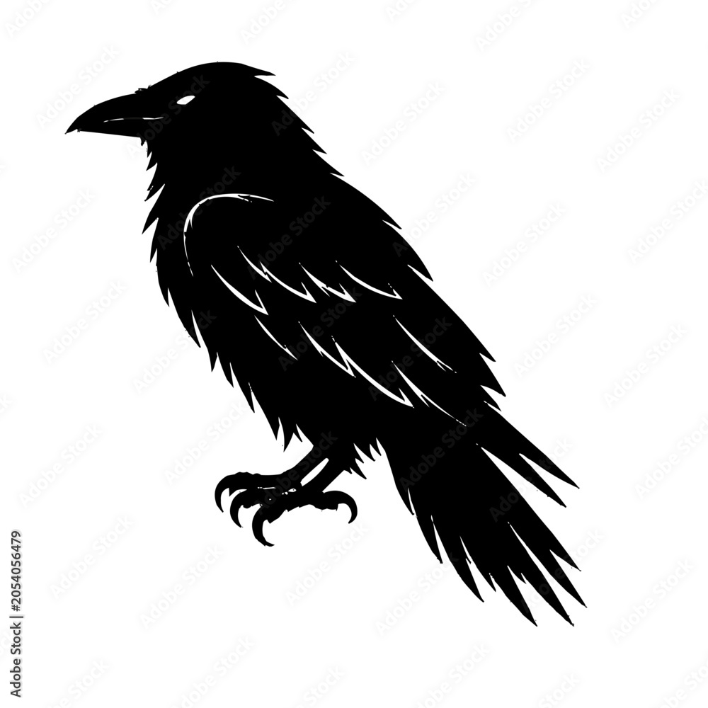 Fototapeta premium A black raven bird standing in profile position against a white backdrop