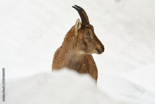 Fotografie Alpine ibex standing above a snow covered slope in winter