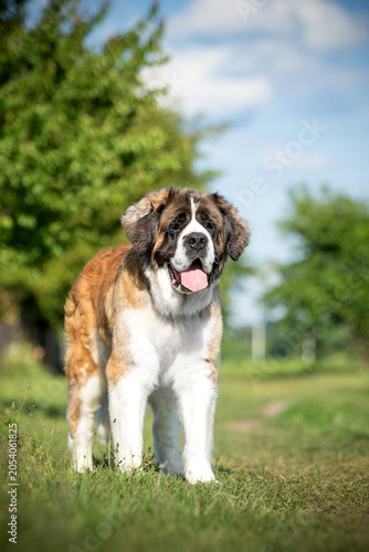 Obraz na plátně Saint Bernard dog standing in a sunny summer park.