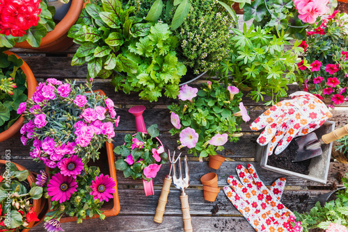 Gardening, different medicinal and kitchen herbs and gardening tools