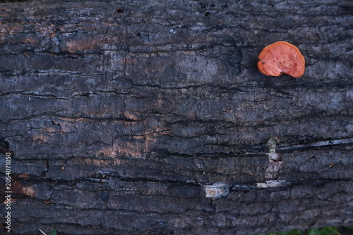 Foto Close up of orange bracket fungus growing on weathered tree bark in a tropical f
