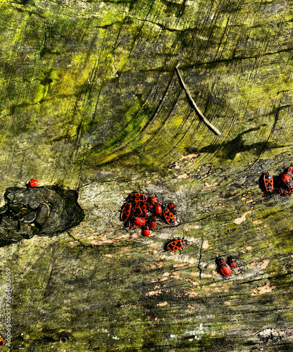 Fotografie These insects are soldier bugs (Pyrrhocoris apterus), known for their striking red and black coloration
