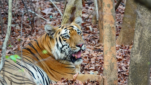 Photography Tiger close with mouth open