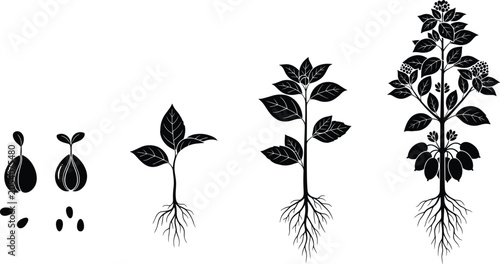 Tableau sur toile Black and white of four different types of plant roots and seeds radish bean de