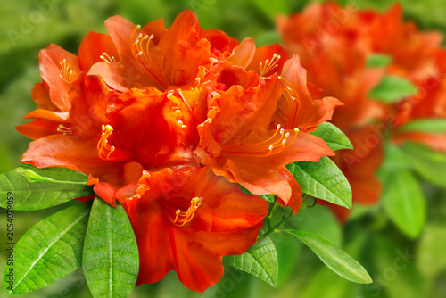 Blumen im Garten   Azalee   Azalea Flowers