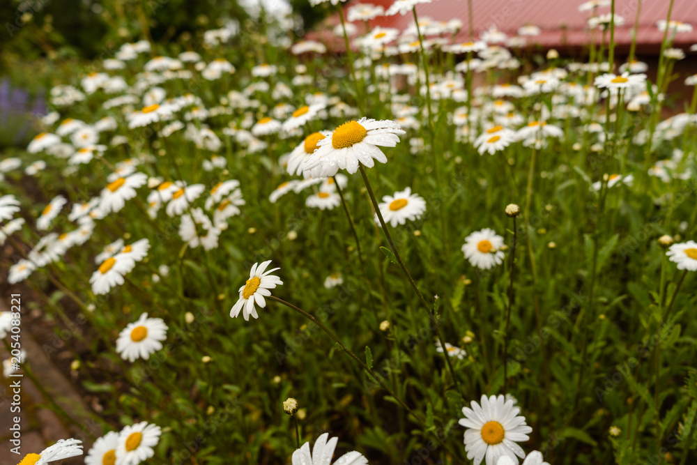 Fototapeta premium Blooming Daisy Wildflower Meadow in Summer Sunshine