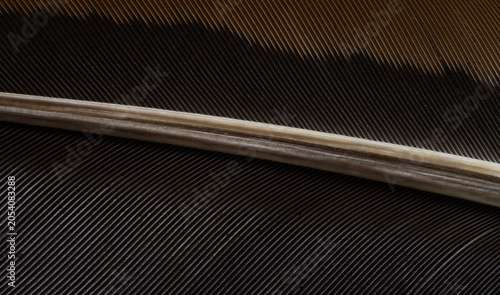 Fotografie Macro Detail of a Bird Feather Texture,A close-up, high-detail macro shot capturing the intricate texture and natural pattern of a bird's feather, highlighting the central shaft and delicate barbs