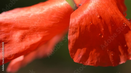4K video Red Poppy Petals with Raindrops. Ultra HD 4K macro video featuring delicate red poppy petals covered with sparkling raindrops.
