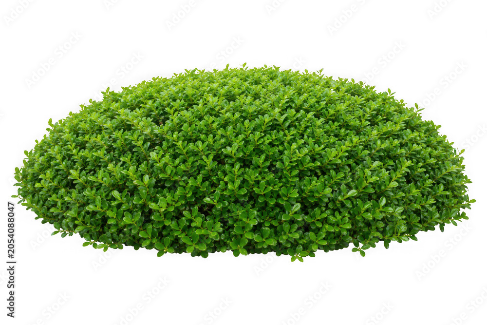 Fototapeta premium green bush isolated transparency background.