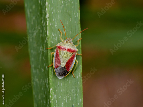  Piezodorus lituratus Gorse Shieldbug
