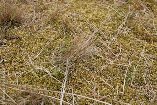 Foto Close up of moss, dry grass and natural forest floor texture with wild coastal v