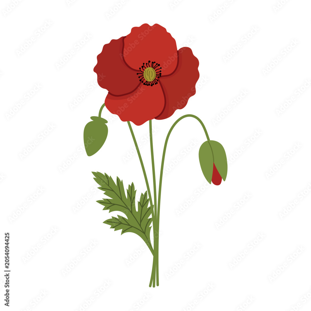 Obraz premium Red poppy flower vector illustration. Blooming poppy with buds isolated on white background.