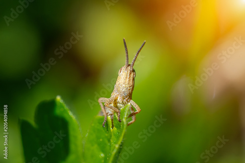 Meadow grasshopper, grasshopper..