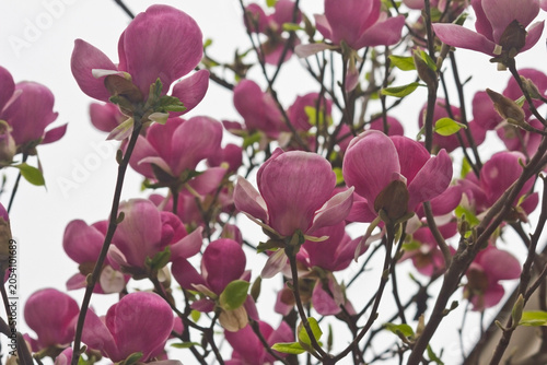 Spring blooming pink magnolia. Magnolia blossoming branches close-up