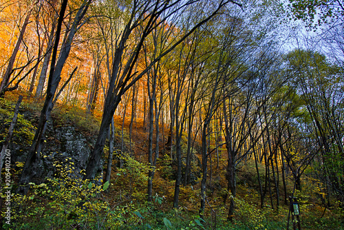Autumn landscape rock in a yellow autumn forest