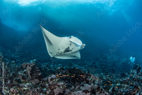 Raie manta au dessus d'un récif rocheux offrant un spectacle paisible et fascinant des profondeurs marines