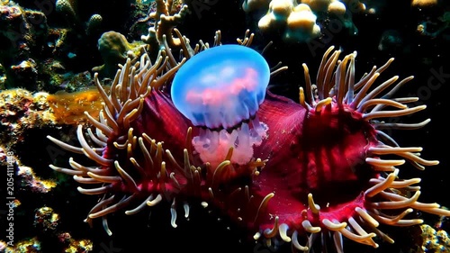 A small blue jellyfish resting inside a colorful sea anemone in the deep dark ocean