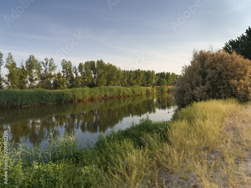 Serene river flows through green trees and tall grass under a clear sky during late afternoon