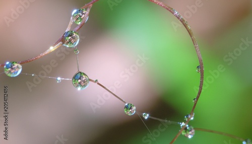 Macro close-up of morning dew water droplets forming a delicate beaded string on a thin twig with droplets