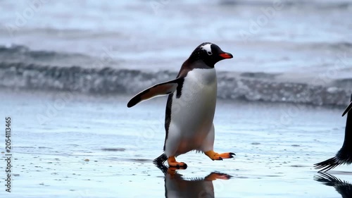 Gentoo penguin walking along the wet sandy beach near the ocean waves
