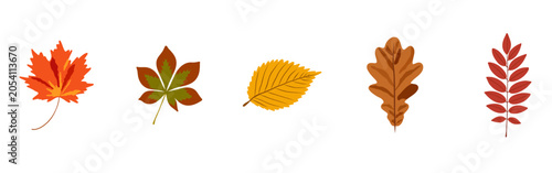 Foto Autumn Leaves Hand Drawn Set Collection Isolated on White Background