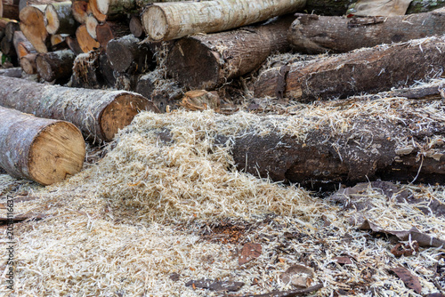 Stack of wood logs with fresh wood shavings and sawdust at a sawmill.