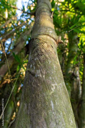 Low angle vertical view looking up a thick giant bamboo trunk in a forest.