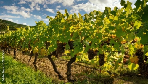 Lush Vineyard Rows with Ripe Grapes Under a Cloudy Sky.