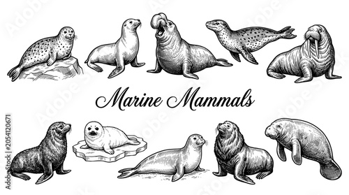 Vintage Engraving Collection of Marine Mammals: Seal, Walrus, Sea Lion, Elephant Seal, and Manatee Vector Illustration Set for Wildlife and Nature Design