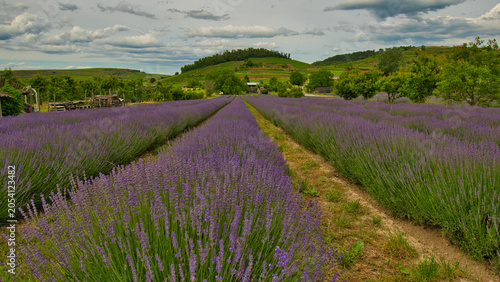 LAvendelfelder in Bischoffingen im Kaiserstuhl