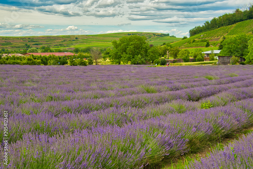 LAvendelfelder in Bischoffingen im Kaiserstuhl