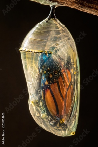 Monarch butterfly emerging from chrysalis transformation process