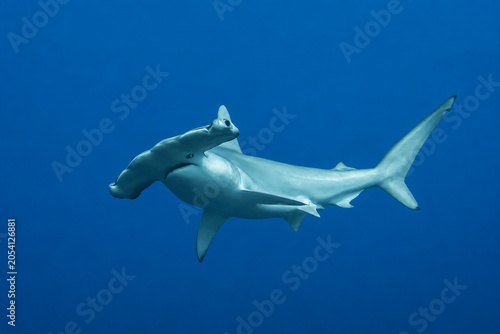 Requin marteau en pleine eau