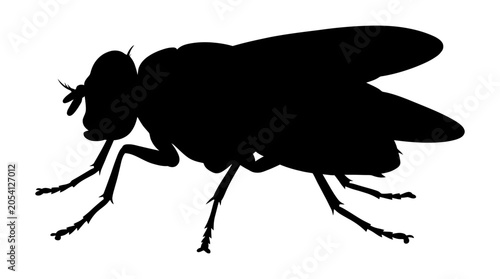 Fotografie Fly Silhouette Against A White Background Detailed Insect Form