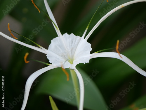 This is a Hymenocallis lily, commonly known as a spider lily, likely Hymenocallis littoralis.