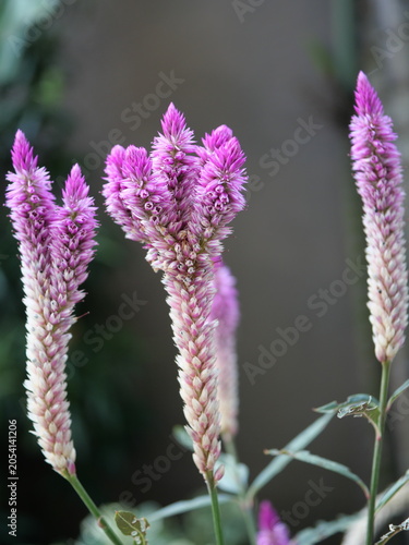 This plant is a Celosia argentea, commonly known as a plumed cockscomb or feather celosia.