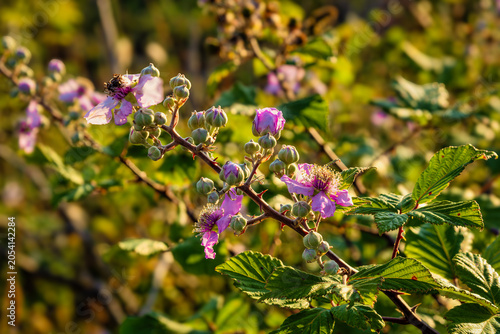 Blooming Blackberry Bush In Golden Light