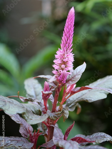 This plant is identified as Celosia argentea, commonly known as plumed cockscomb or silver cock's comb.