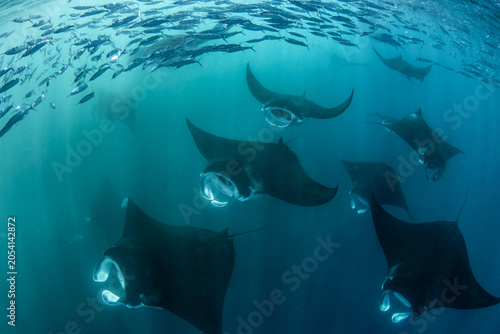 A group of manta rays feeding in a convergence zone, where two opposing ocean currents meet. They take advantage of this abundance.