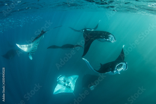A group of manta rays feeding in a convergence zone, where two opposing ocean currents meet. They take advantage of this abundance.