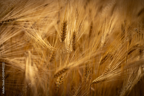 Gros plan sur des épis d’orge mûrs baignés d’une lumière chaude. Les longues barbes dorées créent une texture délicate et mettent en valeur la richesse des cultures céréalières au moment de la récolte