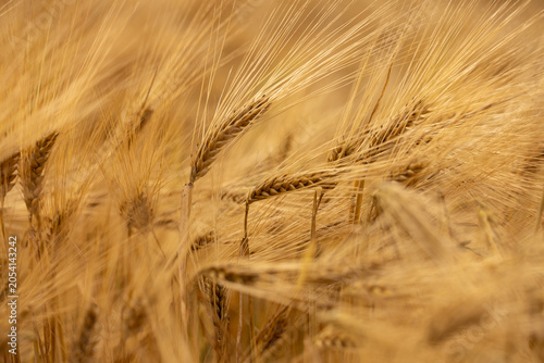 Gros plan sur des épis d’orge mûrs baignés d’une lumière chaude. Les longues barbes dorées créent une texture délicate et mettent en valeur la richesse des cultures céréalières au moment de la récolte
