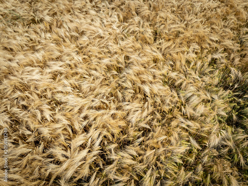 Vue aérienne verticale d’un champ d’orge à maturité formant une texture dense et homogène. Les épis dorés créent un motif naturel abstrait, idéal pour illustrer l’agriculture, les récoltes