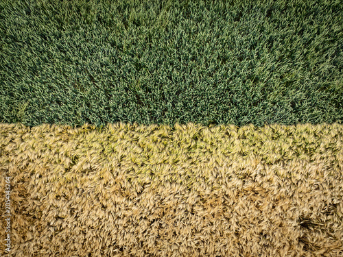 Photographie aérienne montrant la rencontre entre deux parcelles de céréales à différents stades de maturité. Les teintes vertes et dorées dessinent un contraste graphique naturel
