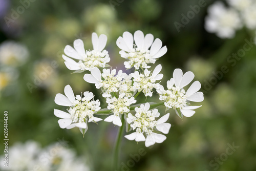 Beautiful White Lace flowers (Orlaya grandiflora).