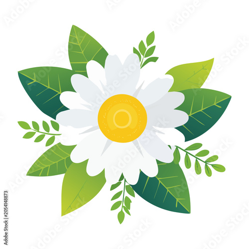 White daisy flower with green leaves and branches