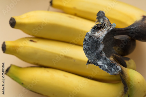 Tableau sur toile Ripe Bananas with Mold Growth on Stem, Food Spoilage Concept