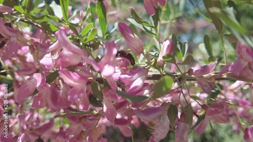 Macro shot of honeybee drinking nectar inside vibrant magenta and soft pink flower bud on sunny branch with green leaves, colorful spring backdrop with gentle natural illumination, slow motion
