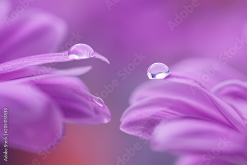 Purple flower petals with dew drops on a beautiful background, selective focus